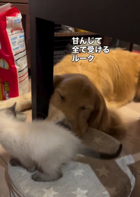 目をつぶるルークくん