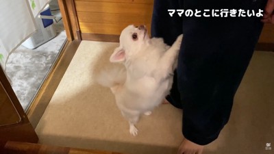 「ママのところに連れて行って！」