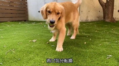 お庭で遊んで気分転換