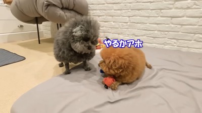 ぽん太くんは譲る気なし