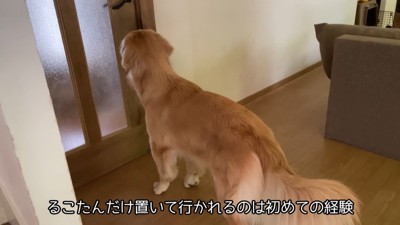 同居犬たちは病院へ