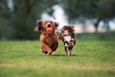 芝の上を走る2匹の犬