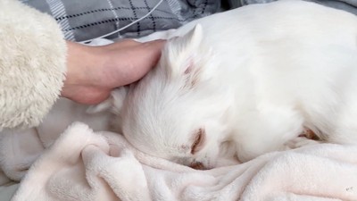 安心してすやすや…♡
