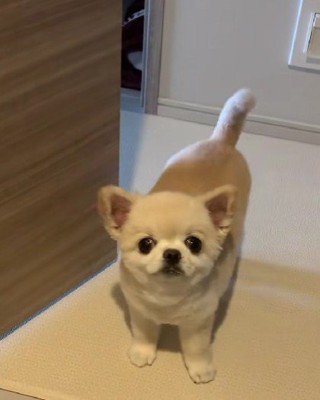 ドアの向こうから愛犬が…