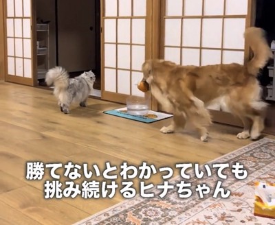 猫を追いかける犬