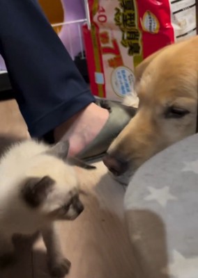 見つめ合う2匹