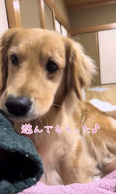 甘えた表情の犬