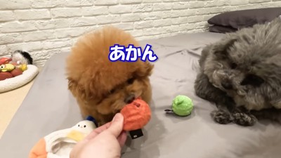 「貸してあげて」と頼んでも拒否