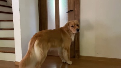 「なんで僕だけお留守番…?」