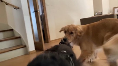 るこる君は大喜び♪