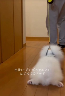 お散歩練習中のまろんくん
