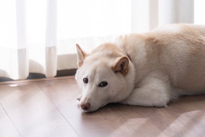 窓辺の白い犬