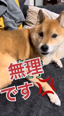 絶対に行きたくないようです