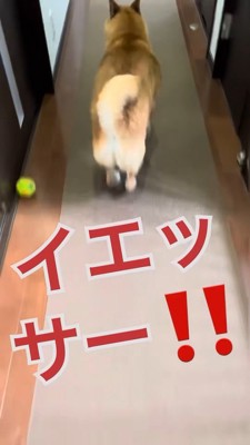 玄関へダッシュ！