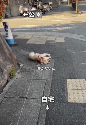 歩道のど真ん中!