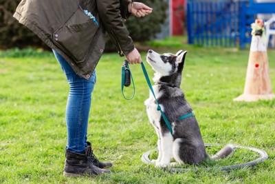 トレーニングを受けるハスキーの子犬