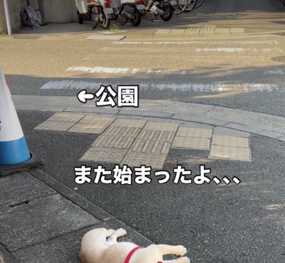 帰る気がない犬がいる…?