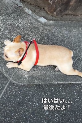 飼い主さんが折れてくれました
