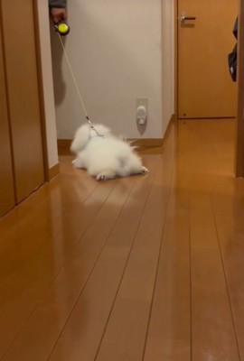 全然歩いてくれません
