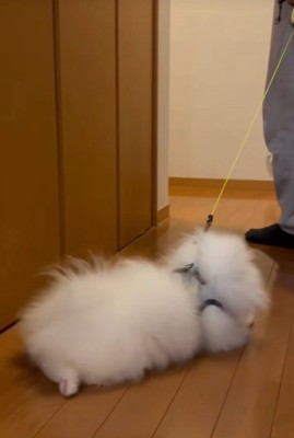 「そっちには行きたくない！」