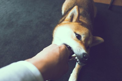 噛む犬