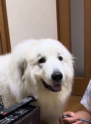 おじいちゃん!!