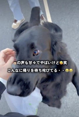 本気で嬉しい目です