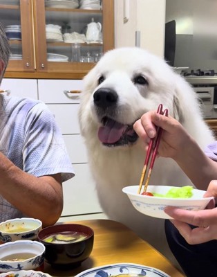 食卓へやってきたドレミちゃん