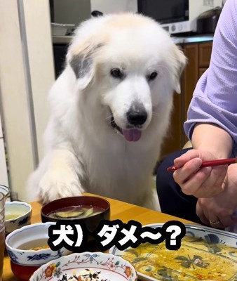 再び前足を差し出し…