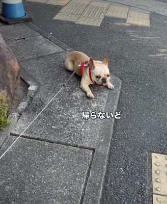 「歩かない」という強すぎる意志