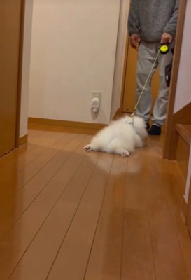 まるでモップのよう（笑）