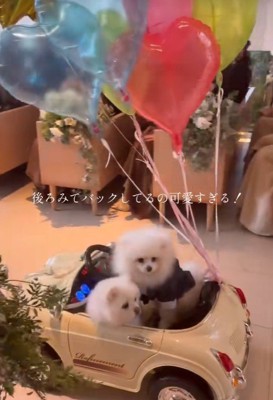 リングドッグを務めた2匹♪