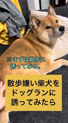 お散歩に誘ったら…