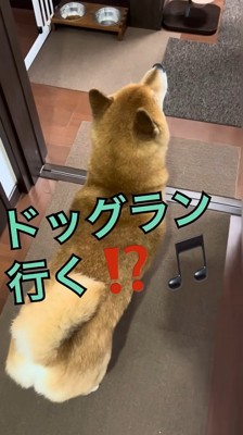 ドッグランに誘ったら…