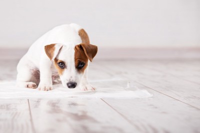 ペットシーツの上の犬