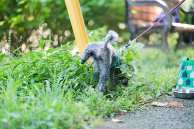おしっこしている犬