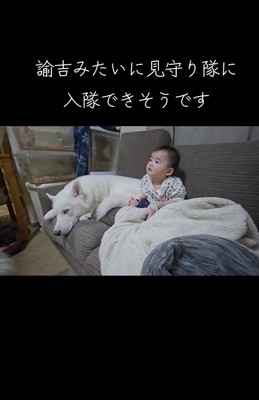 赤ちゃんを見守る大型犬