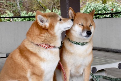 顔のにおいを嗅ぐ柴犬と嗅がれる柴犬