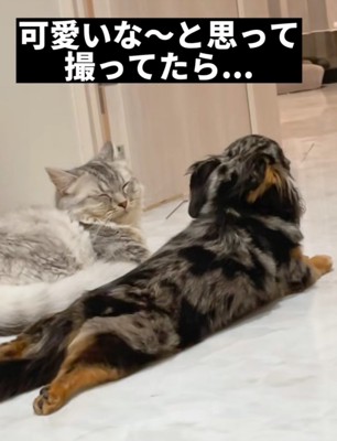 犬と猫