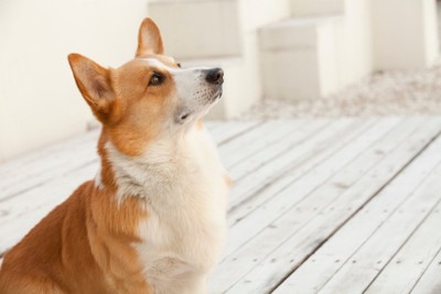おすわりする犬