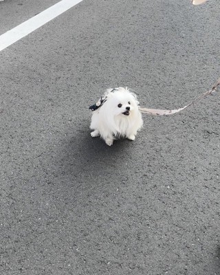 クセ