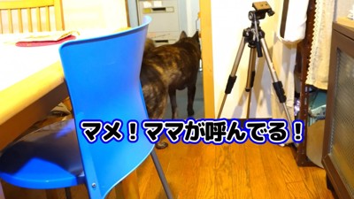 吠えて呼んだ後、再び隣の部屋へ