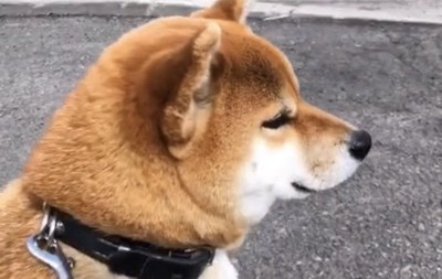 遠くを見つめる犬
