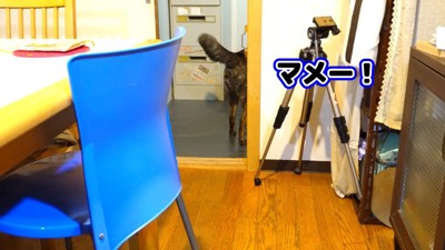 「おいで」とアピール中