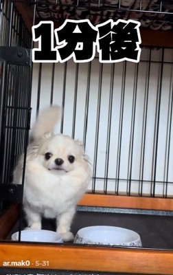 1分後のわんこ