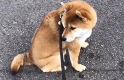 振り返って座る犬