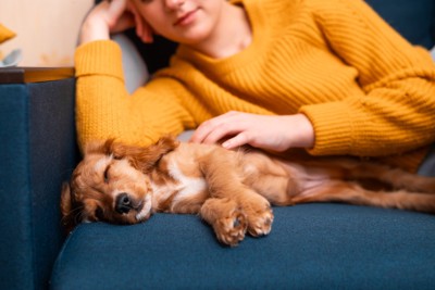 犬を撫でる女性