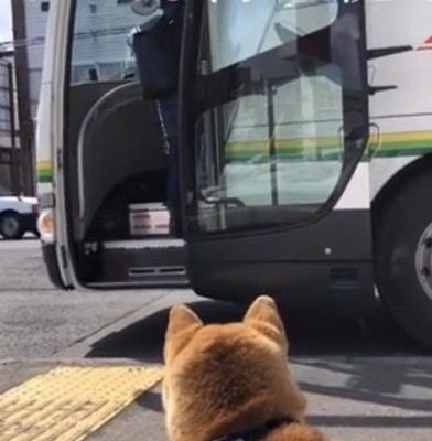 開いたバスの扉を見つめる犬