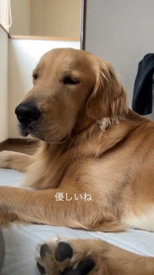 伏せをしたまま目を細める犬