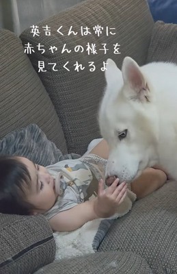 赤ちゃんを見守る大型犬
